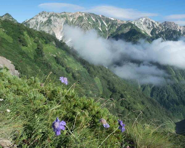 撮影地: 八方尾根、撮影時期: 8月中旬