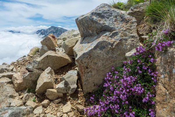 撮影地: 小蓮華山、撮影時期: 8月上旬