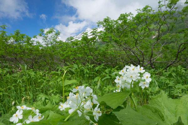 撮影地: 栂池自然園、撮影時期: 7月上旬