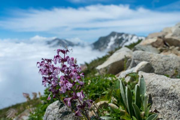 撮影地: 小蓮華山、撮影時期: 8月上旬