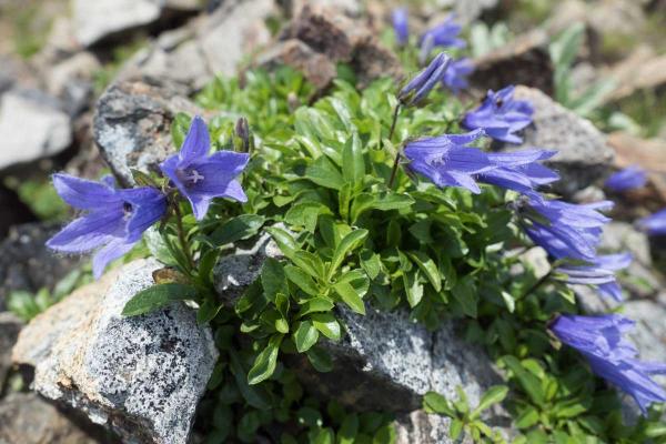 撮影地: 小蓮華山、撮影時期: 8月上旬
