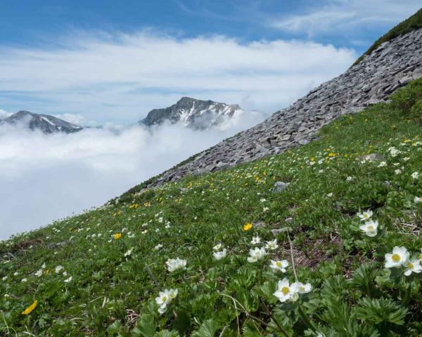 撮影地: 小蓮華山、撮影時期: 8月上旬