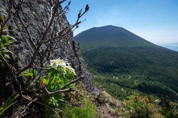 撮影地: 黒斑山、撮影時期: 6月上旬